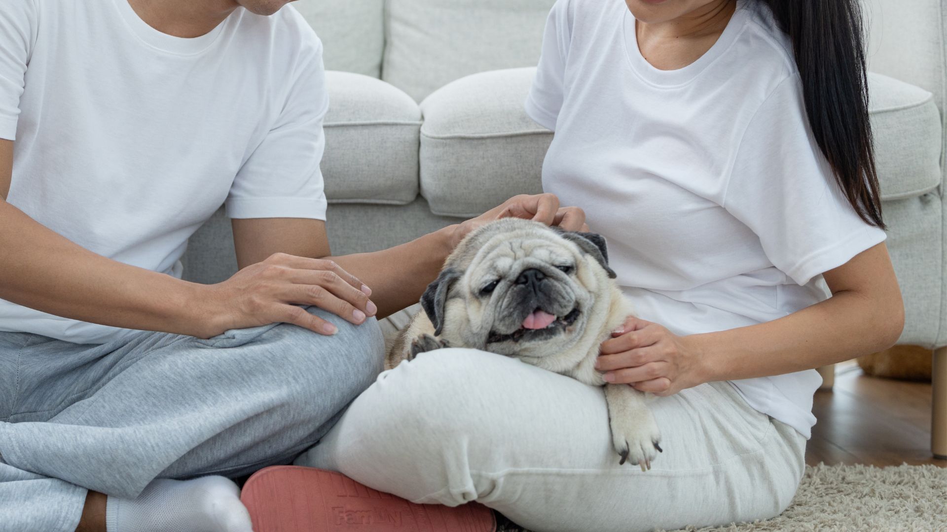 8 Best Teacup Dog Breeds For Couples On Limited Space