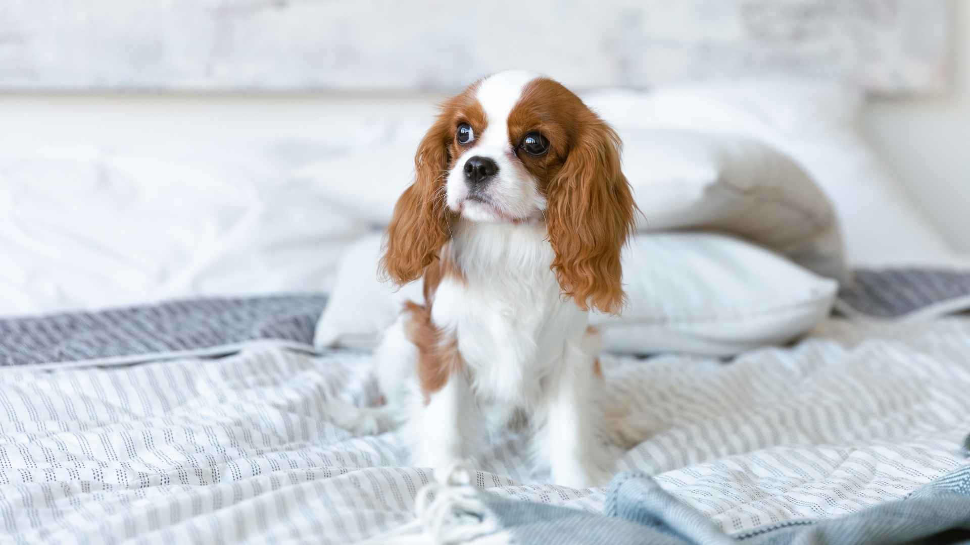 8 Best Unbothered Dog Breeds For A Quiet Retirement Life
