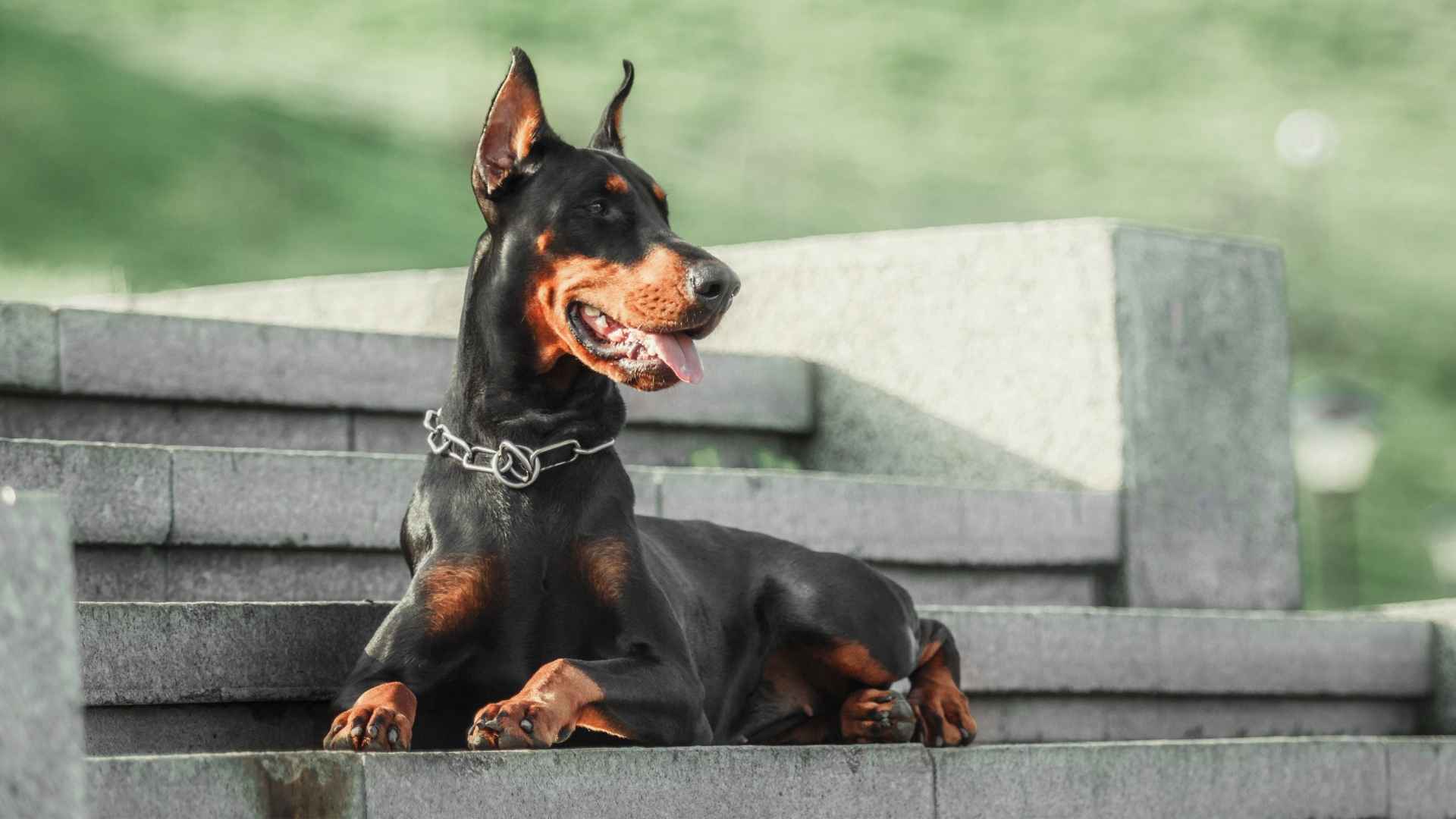 8 Brave Dog Breeds That Will Never Give Up On Protection