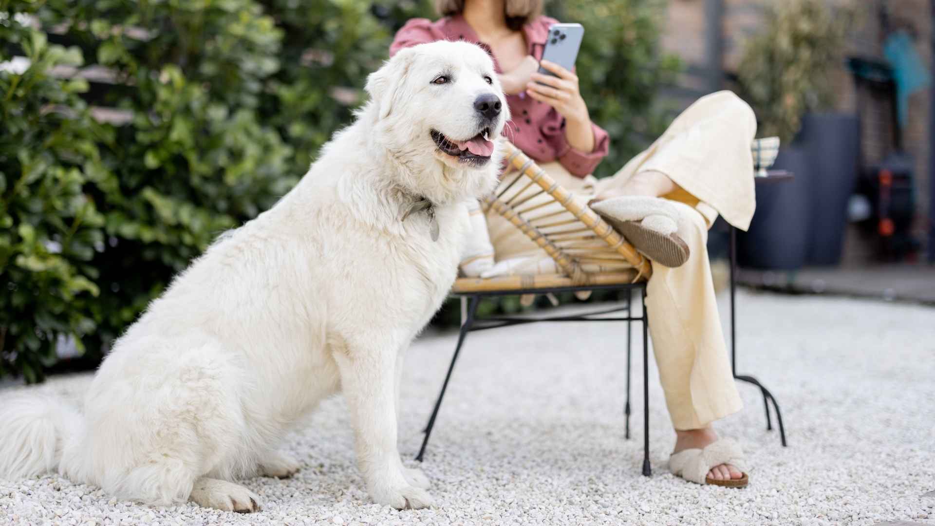 8 Brave Dog Breeds Whose Loyalty Is Untold