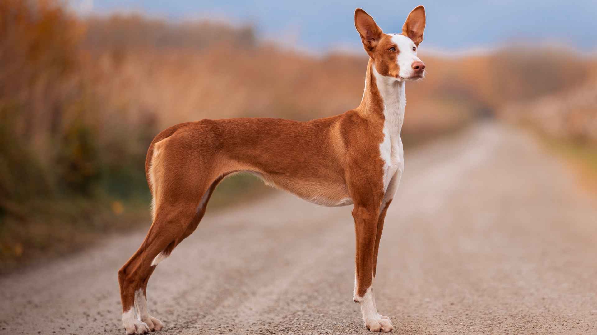 8 Dog Breeds Best Suited for Life in Tropical Climates