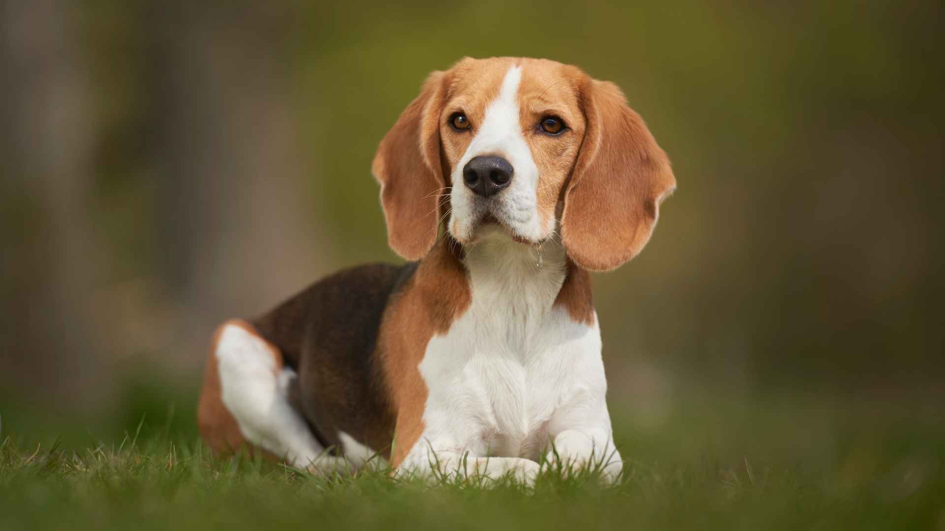 8 Dog Breeds That Are Big On Personality And Will Steal Your Heart