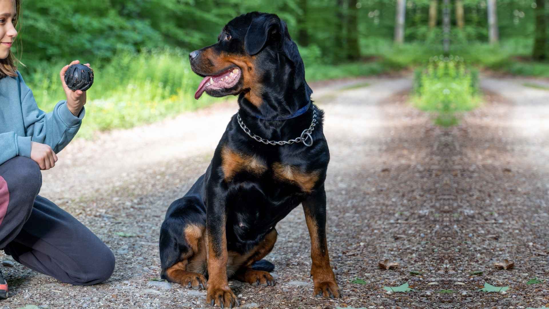 8 Dog Breeds That Guard Kids Playing In Open Countryside