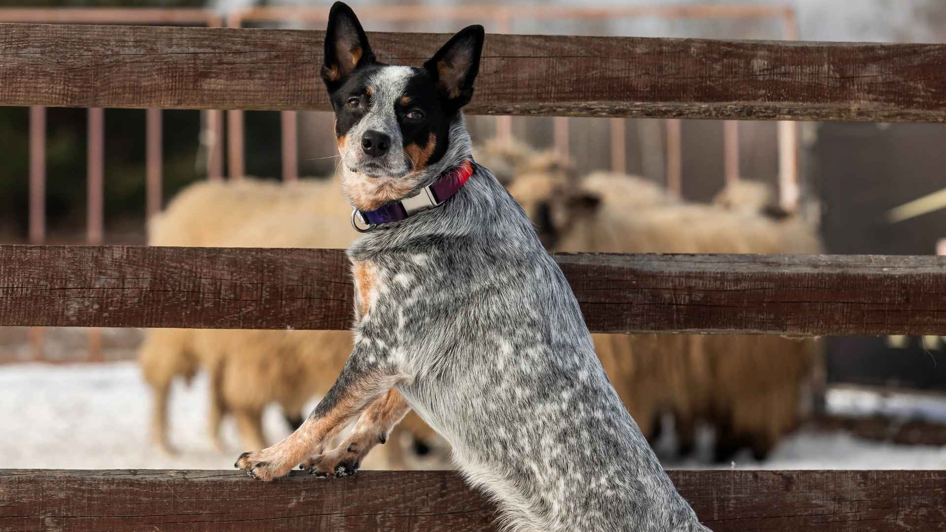 8 Dog Breeds That Guard Livestock From Small Predators