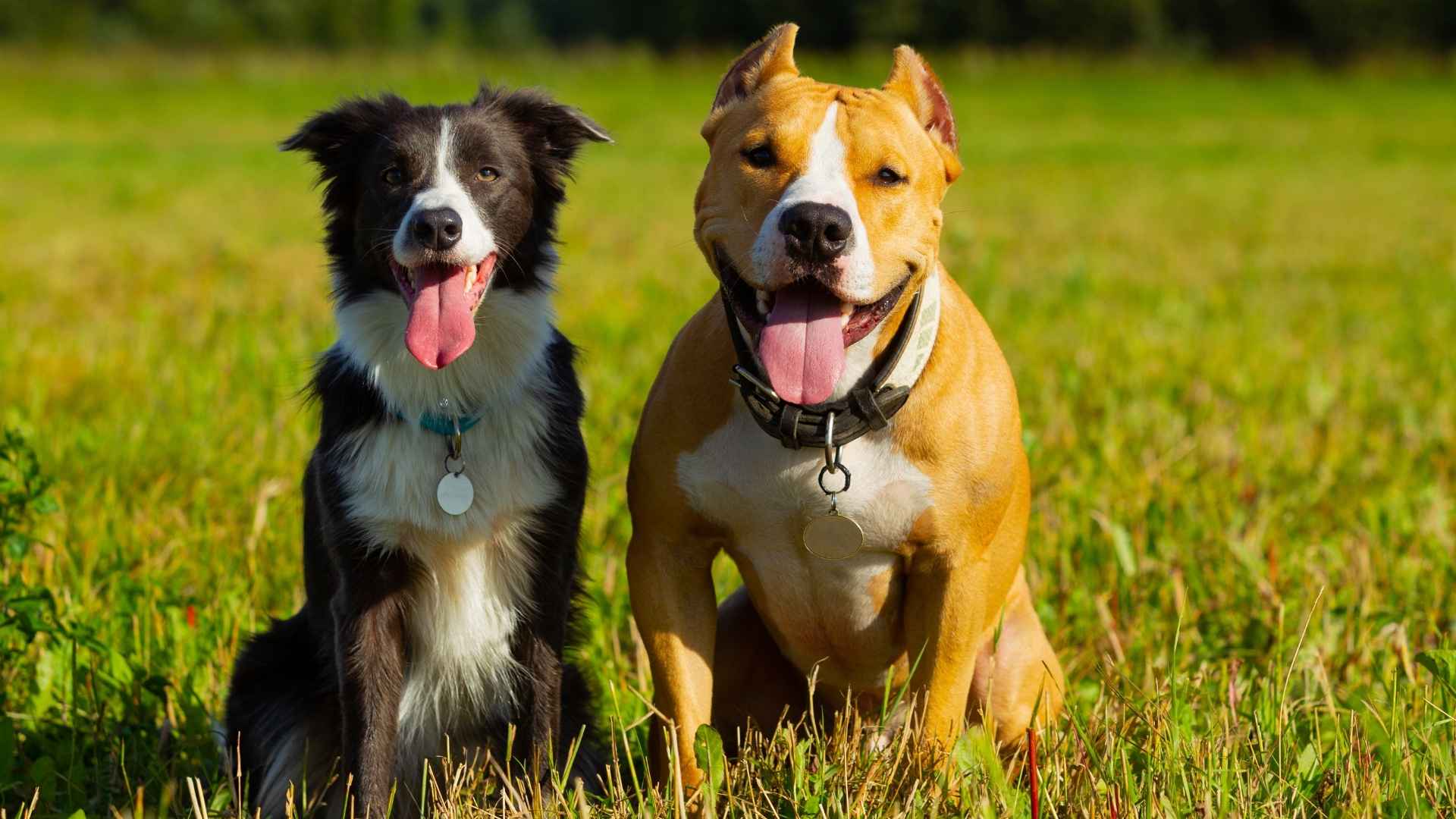 8 Dog Breeds That Make Friends With Other Dogs Instantly