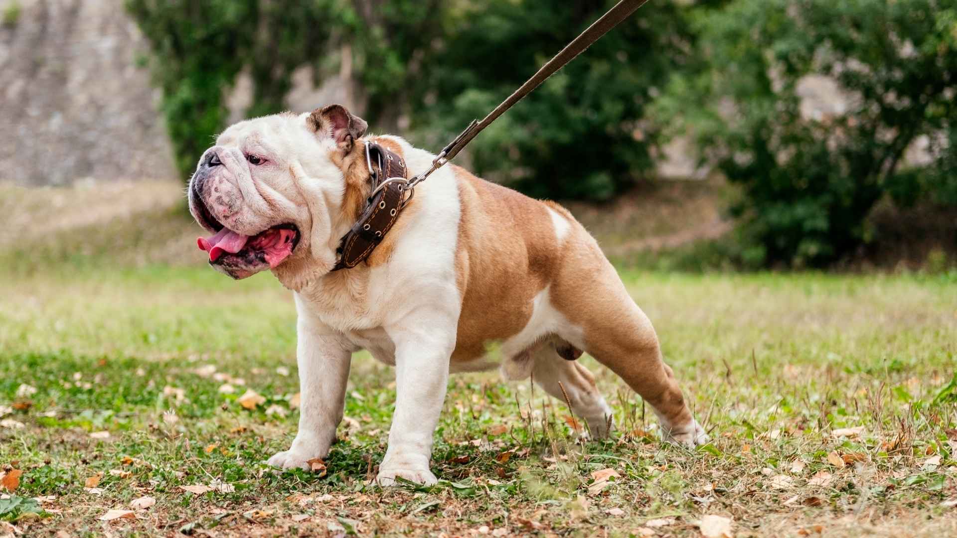 8 Dog Breeds That Prefer Not To Follow Rules