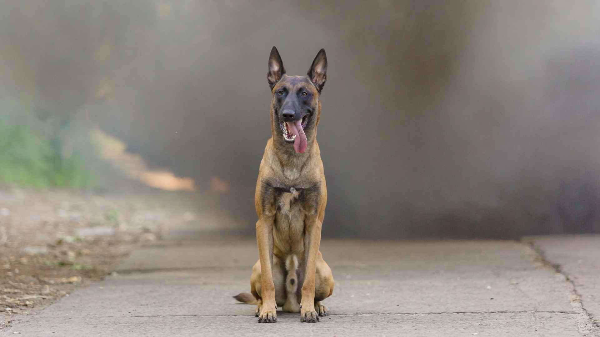 8 Dog Breeds That Protect Families In Emergency Situations