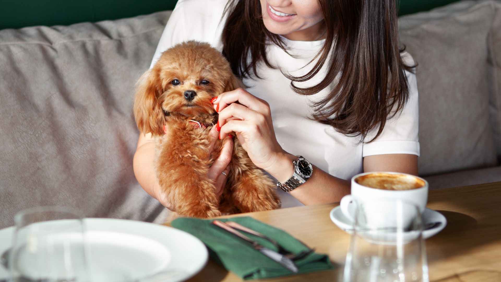 8 Dog Breeds That Sit Quietly In Cafes During Travel