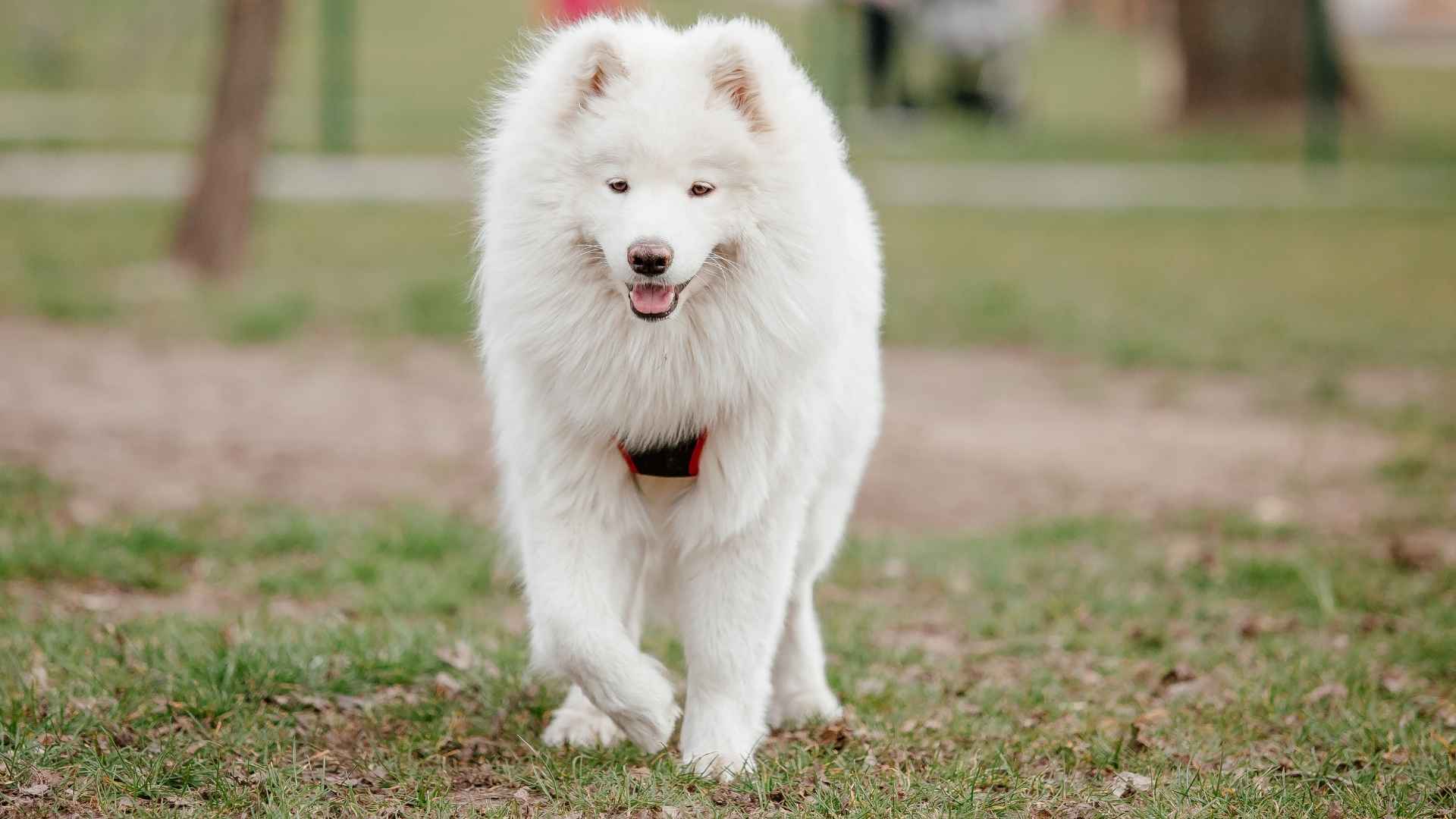 8 Happiest Gentle Dog Breeds