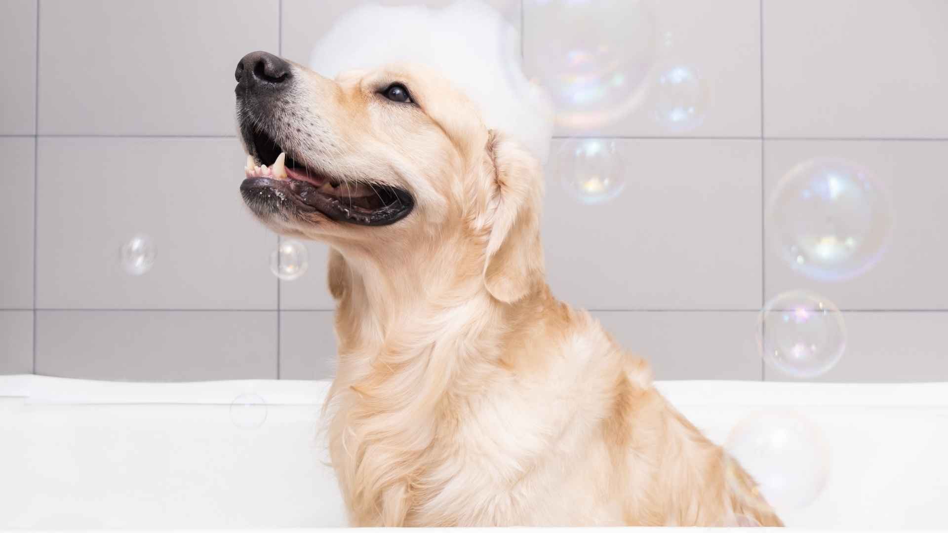 8 Low-Maintenance Dog Breeds That Rarely Need Special Shampoos