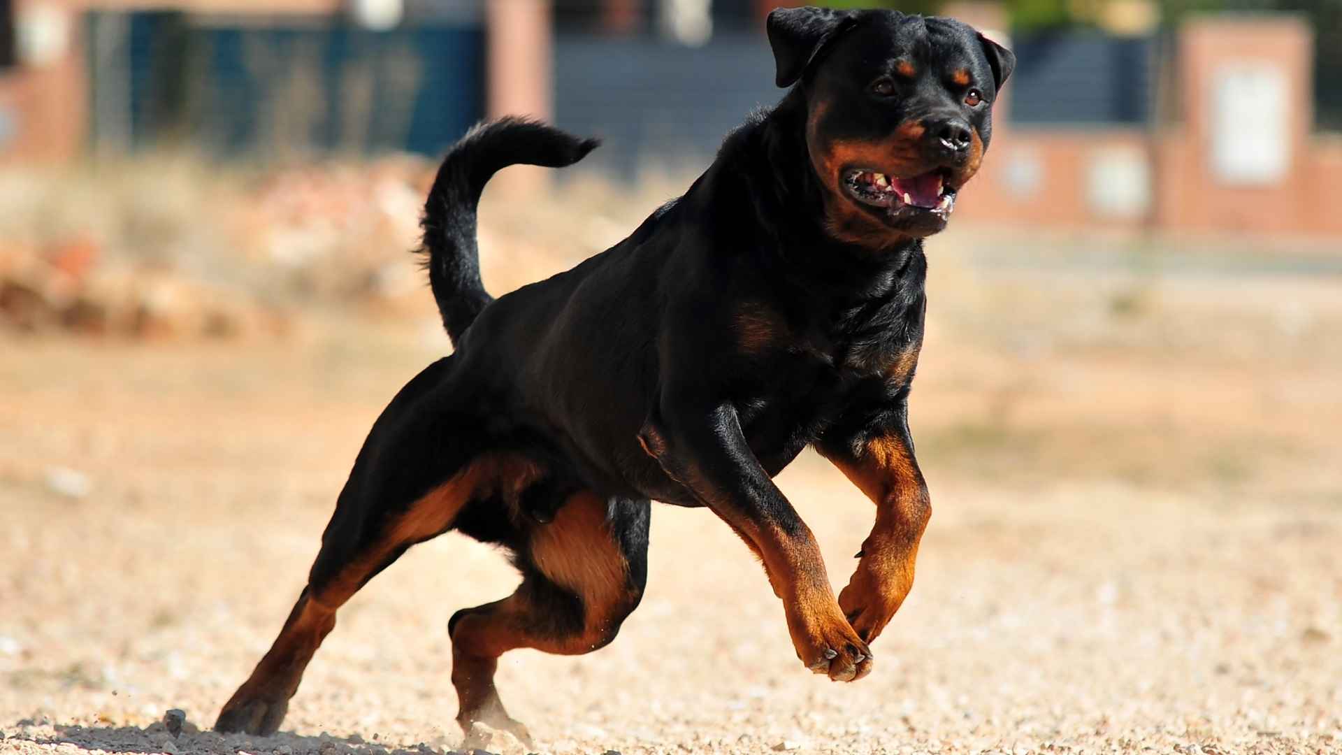 8 Most Dangerous Dog Breeds For Pets