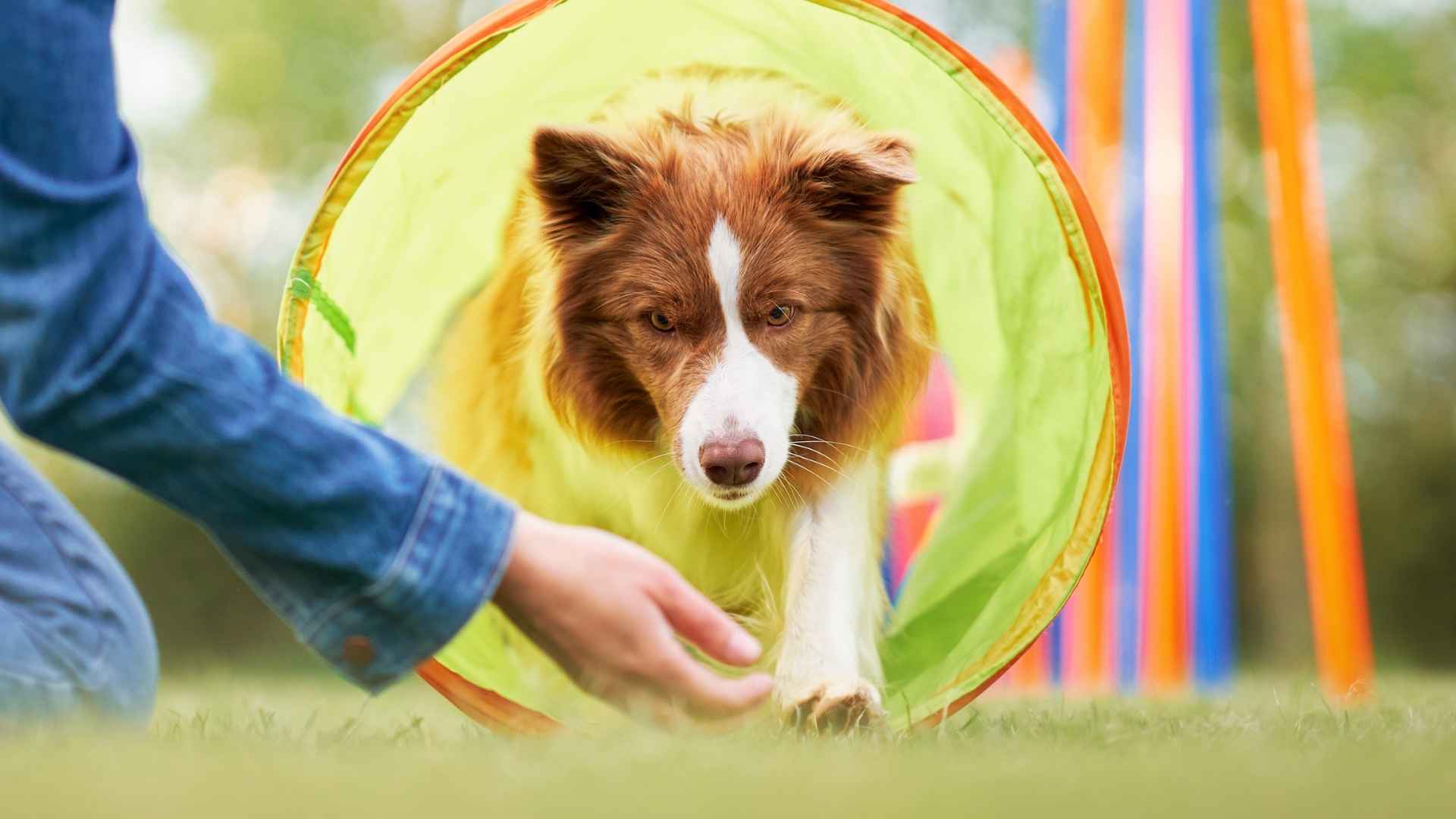 8 Most Quick-Witted & Smart Dog Breeds