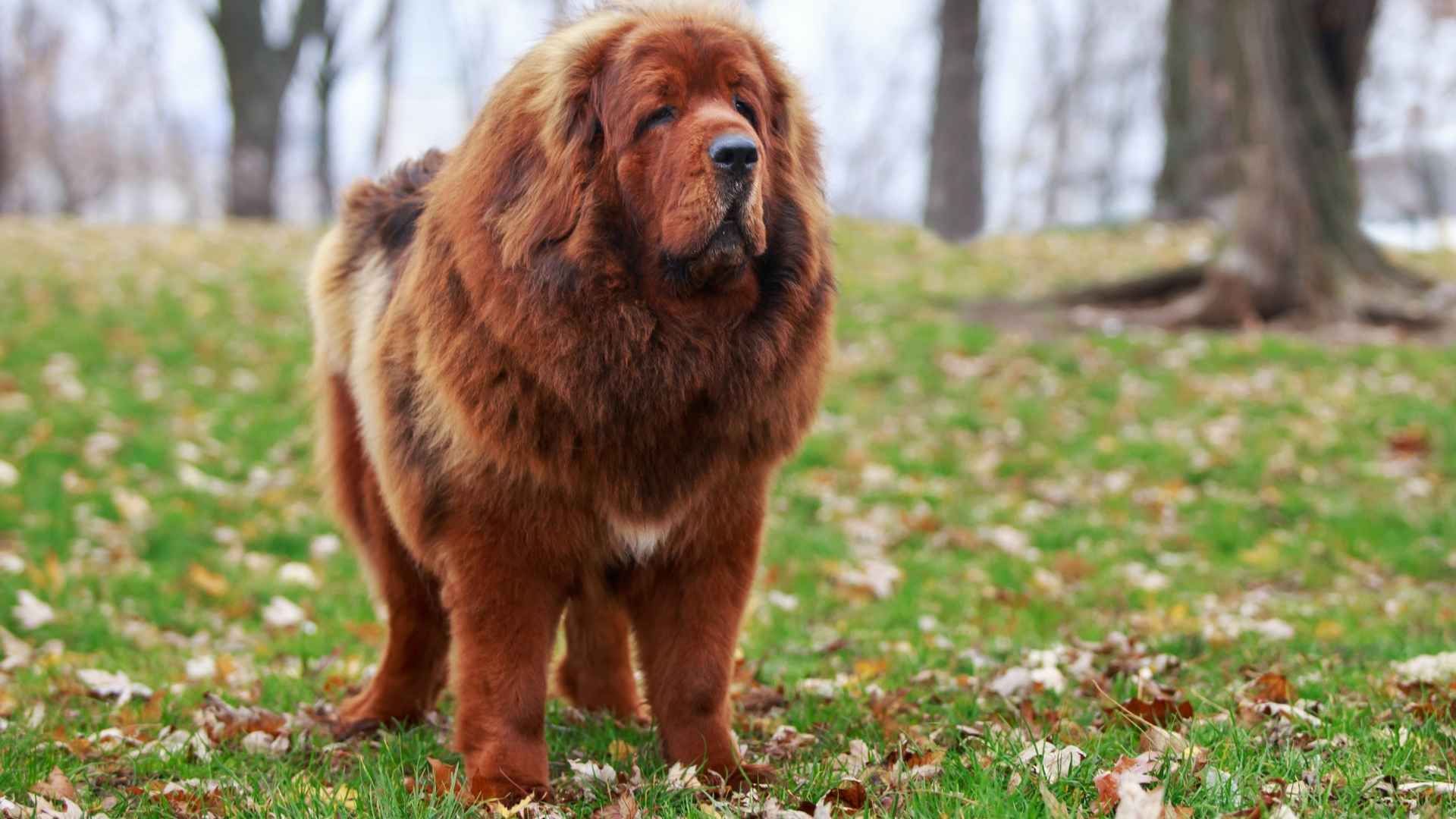 8 Most Underrated Guard Dog Breeds That Are Bursting with Personality