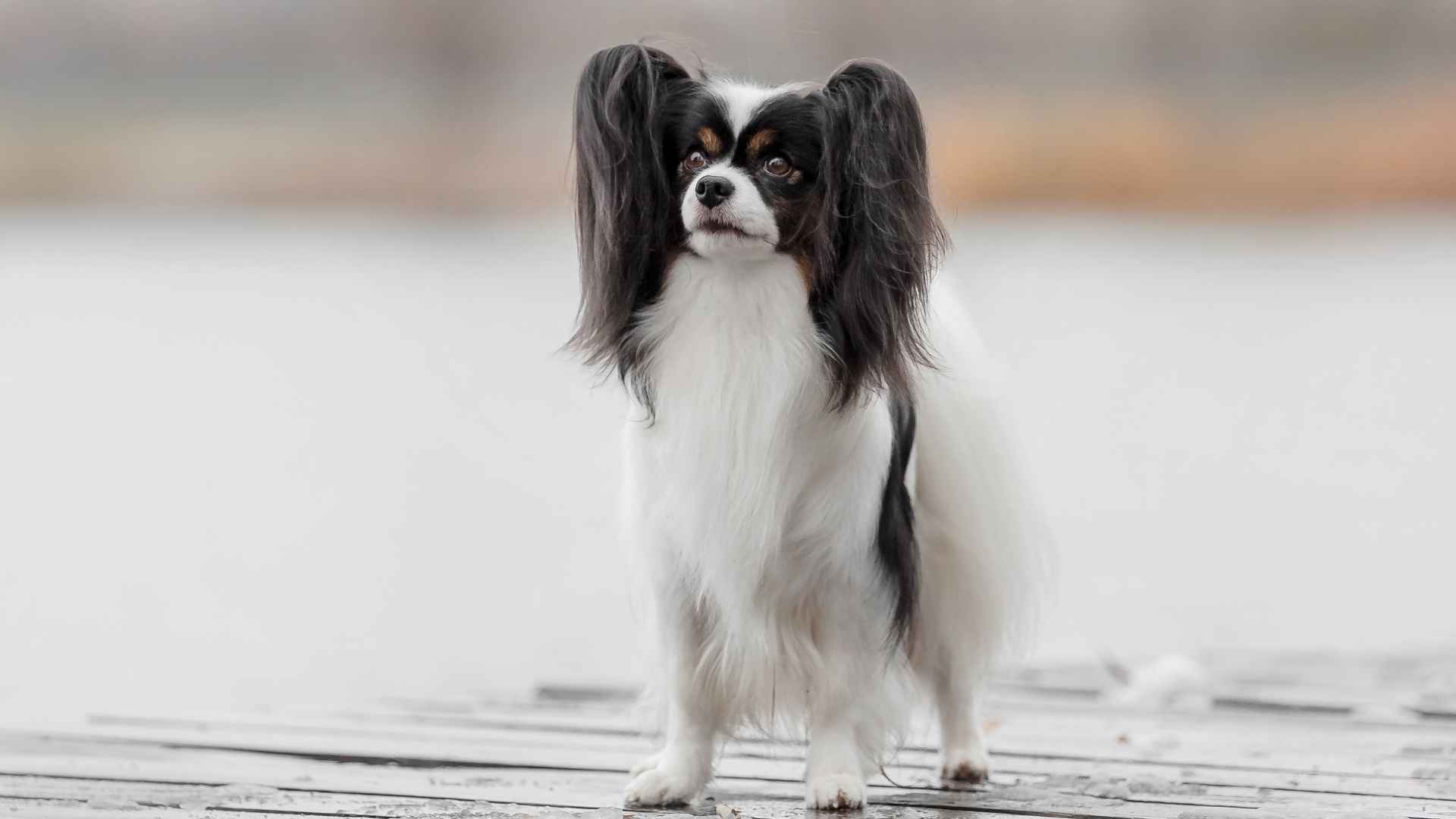 8 Popular Brainy Dog Breeds Everyone Adores