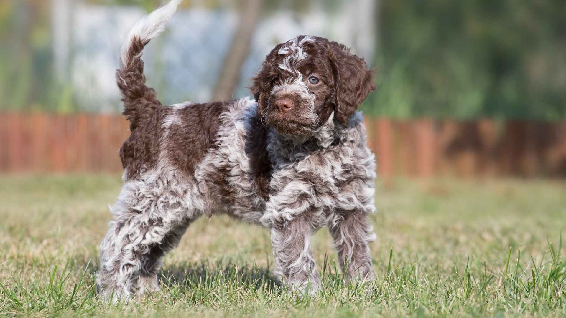 8 Rare Yet Intelligent Dog Breeds
