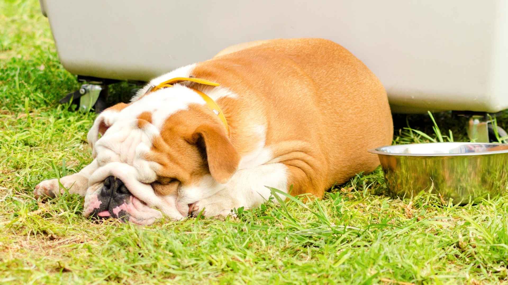 8 Sleepy Dog Breeds That Can Sleep Through Anything