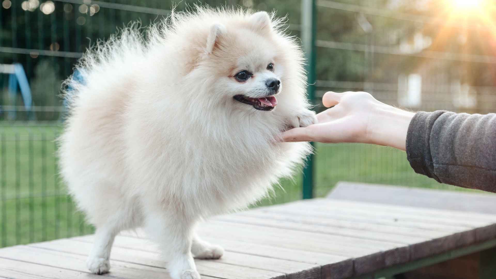 8 Smartest Toy Dog Breeds That Will Stand By You
