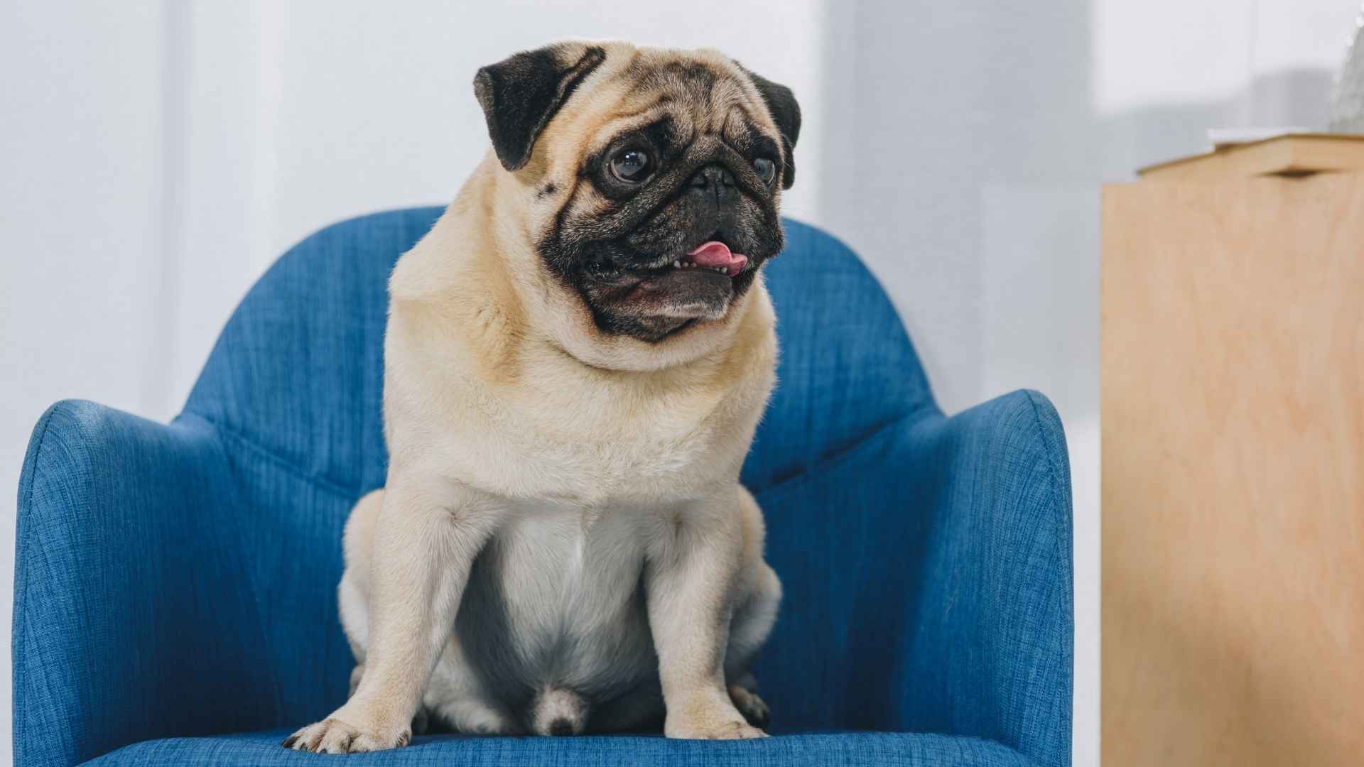 8 Toy Dog Breeds That Can Stay Home Alone