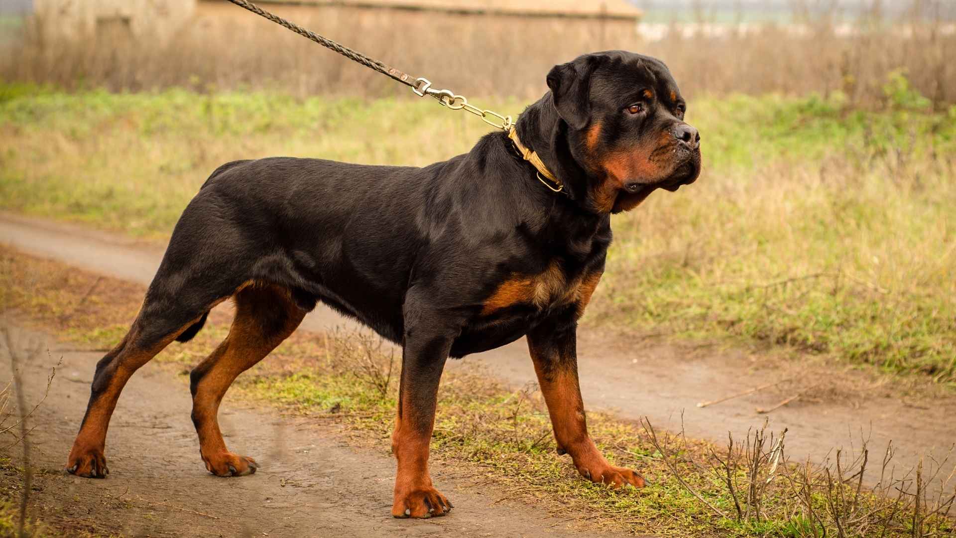 8 Worst Behaved Dog Breeds That Are Hard To Train