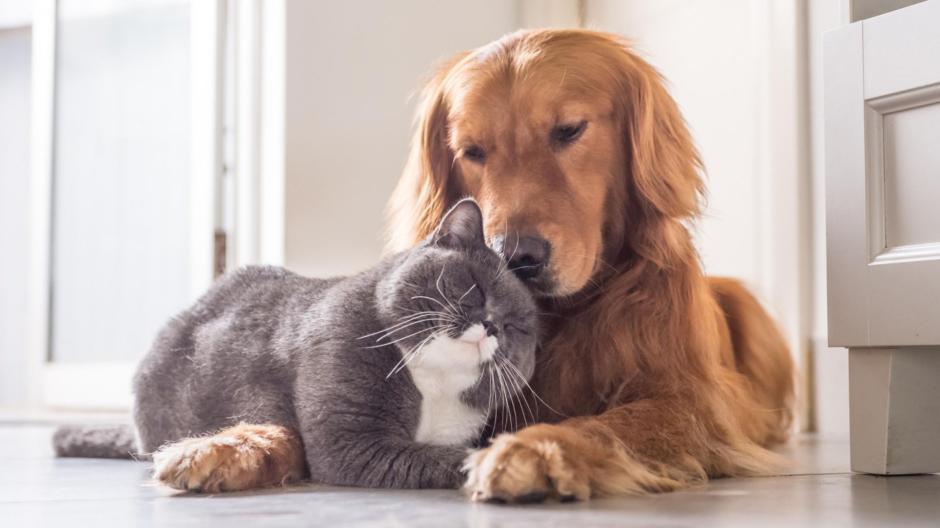 9 Adorable Dog Breeds That Get Along With Cats