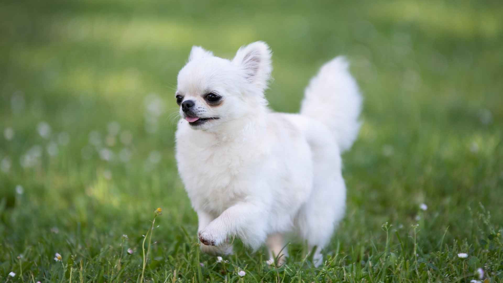 9 Adorably 'Compact' Dog Breeds That Pack A Punch