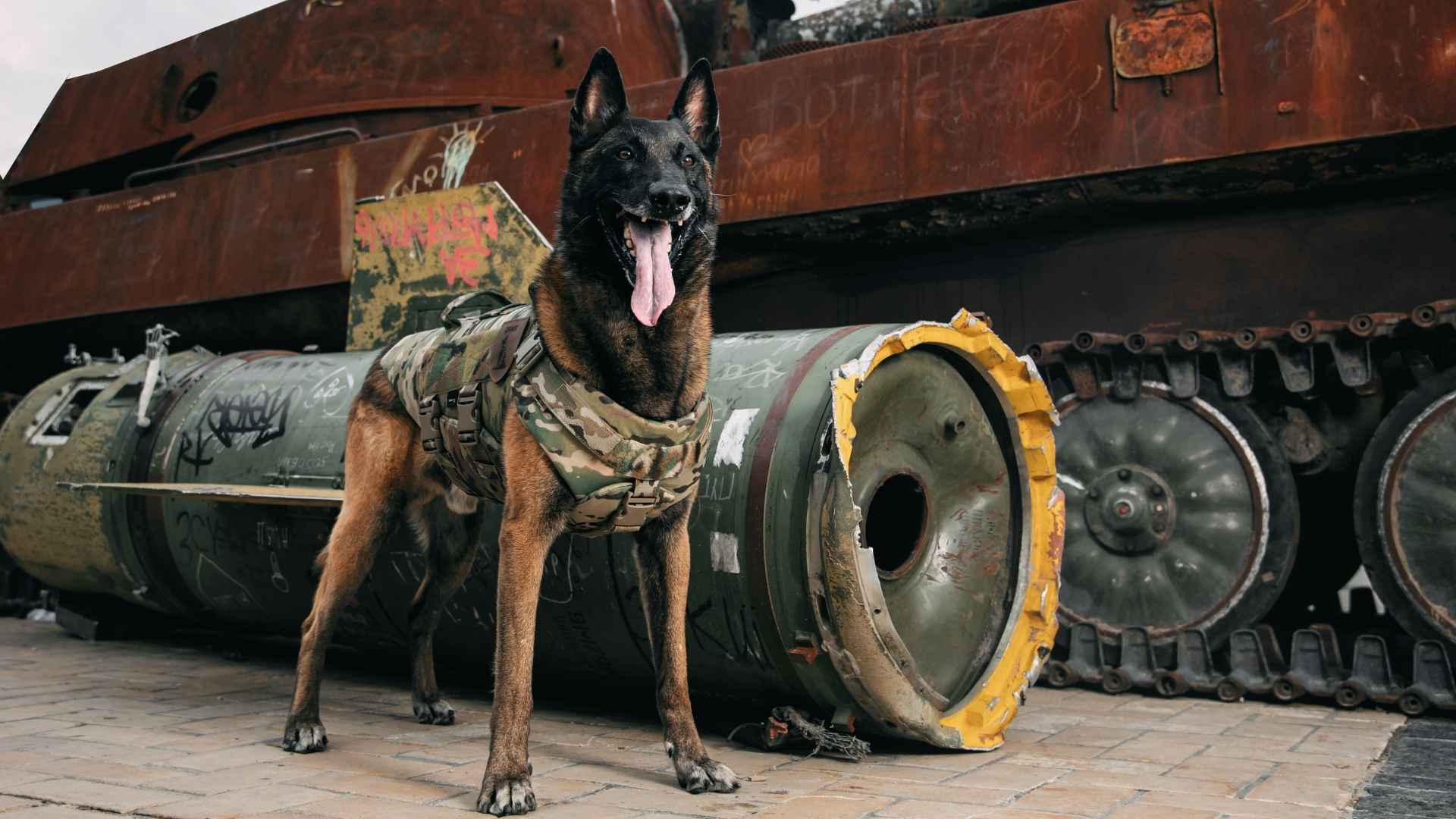 9 Best Dog Breeds For Battlefield Tours
