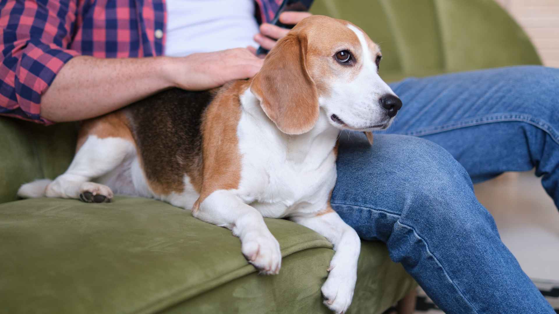 9 Best Dog Breeds For People Who Want A Gentle Soul