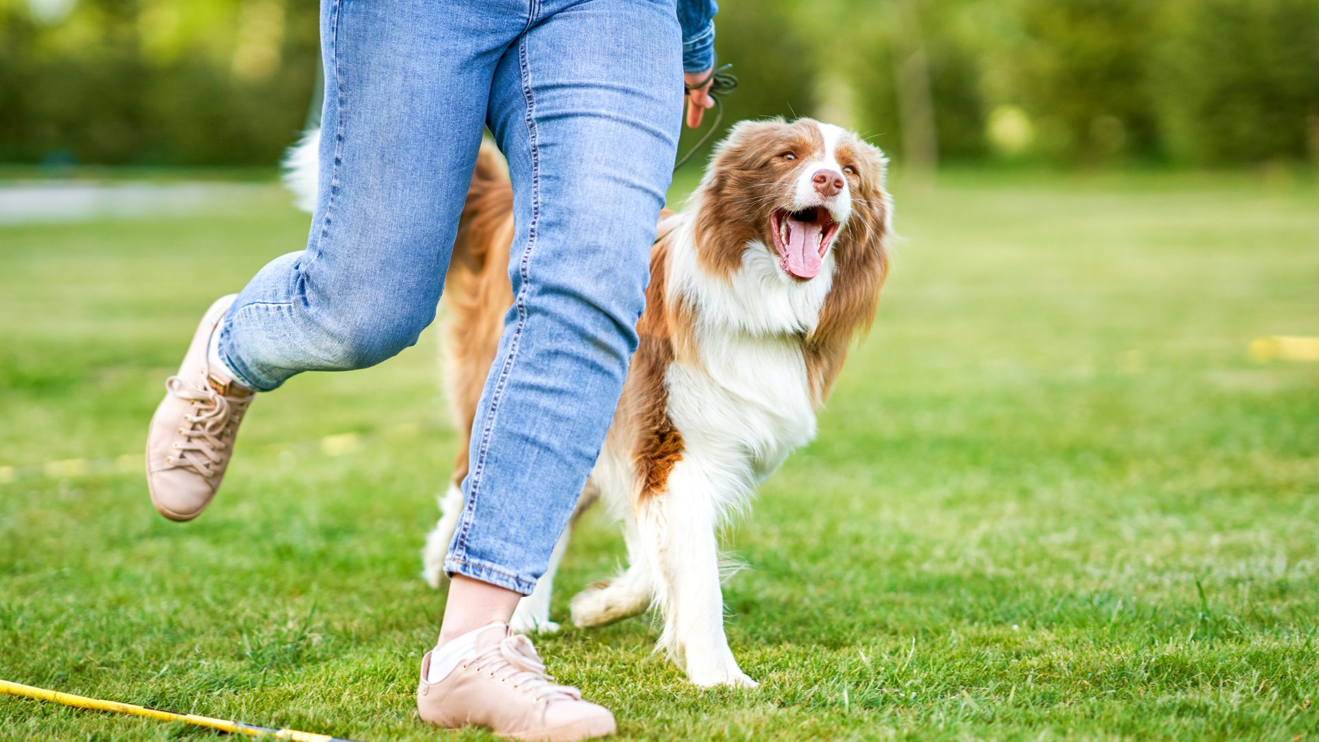 9 Best Dog Breeds For Running