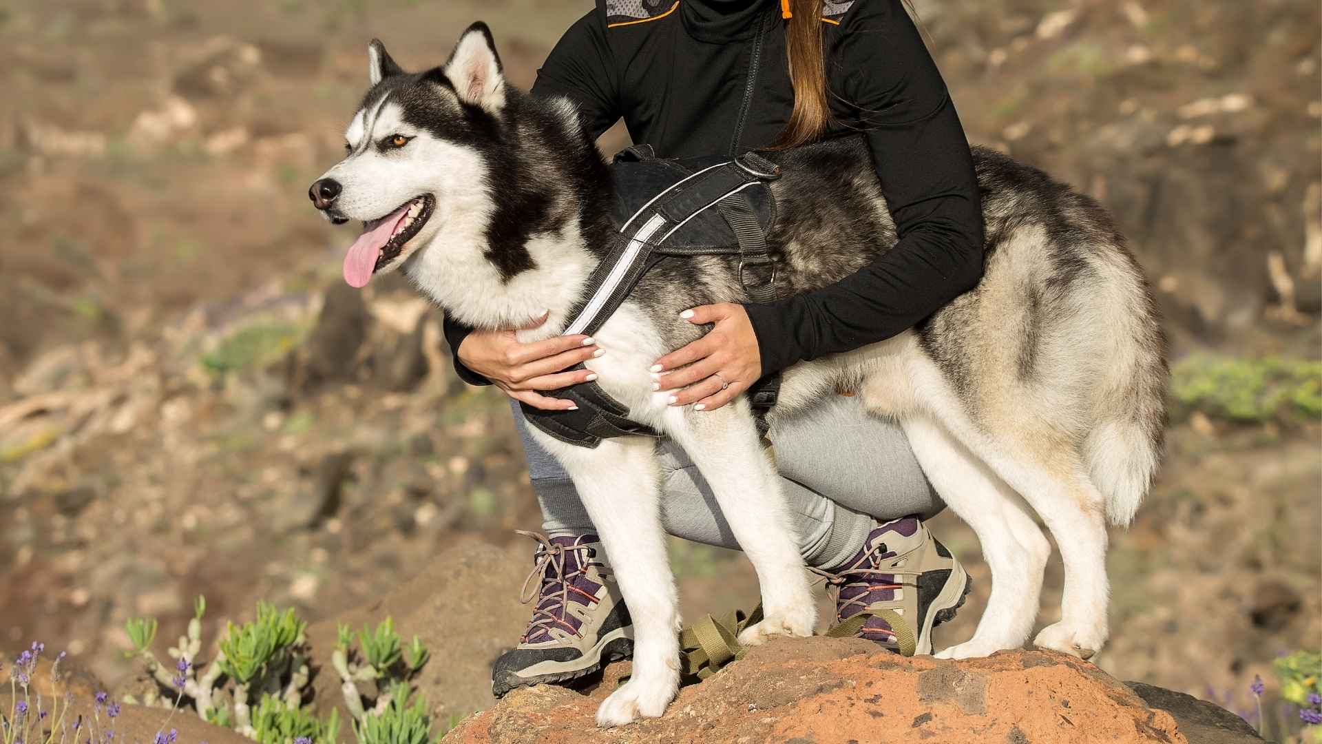 9 Best Dog Breeds Known For Solo Adventures