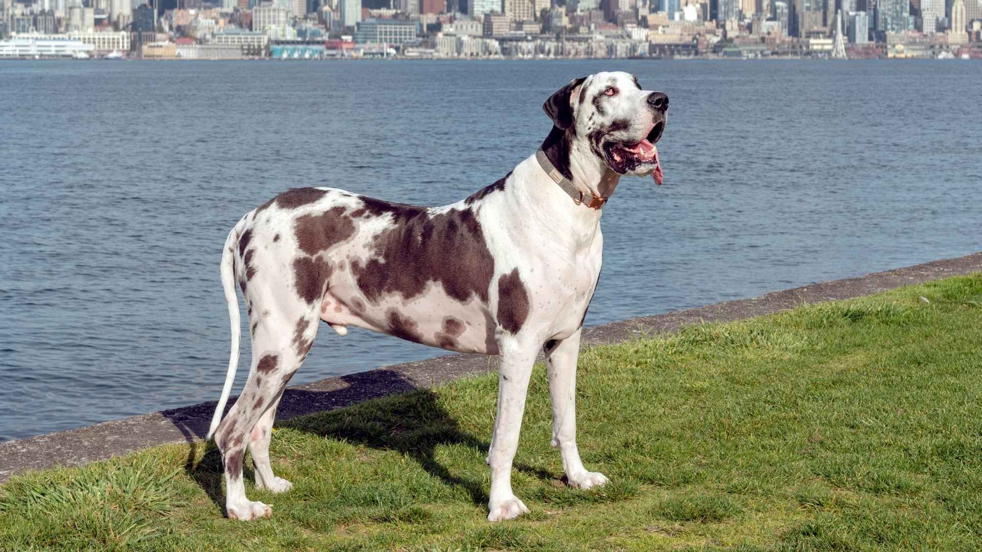 9 Best Dog Breeds To Avoid For Health Issues