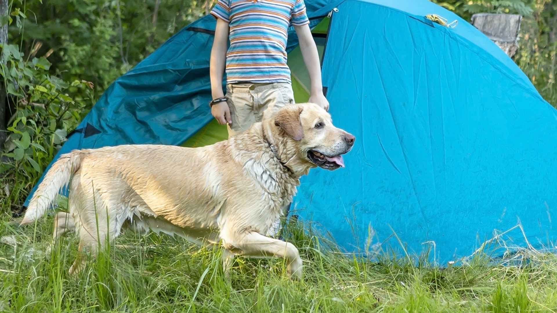9 Best Dog Breeds for Camping With Kids