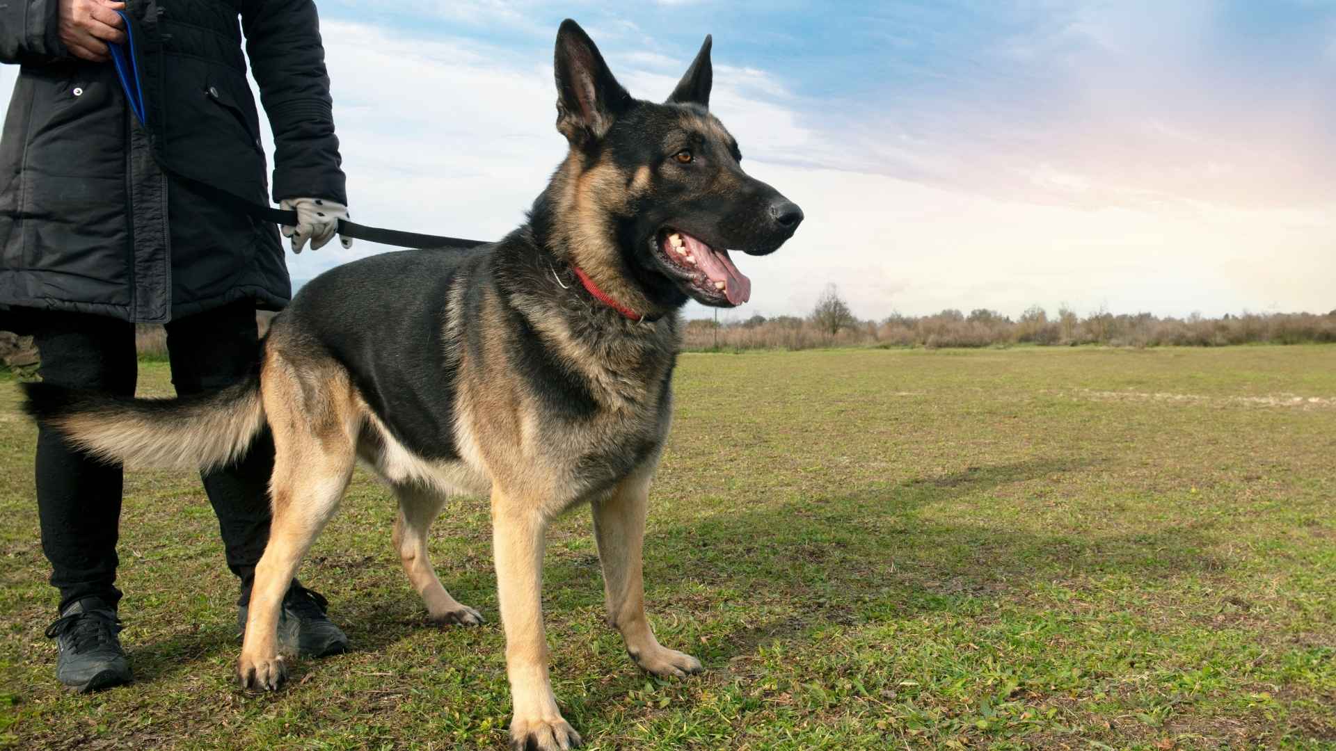 9 Best Dog Breeds for Celebrity Protection