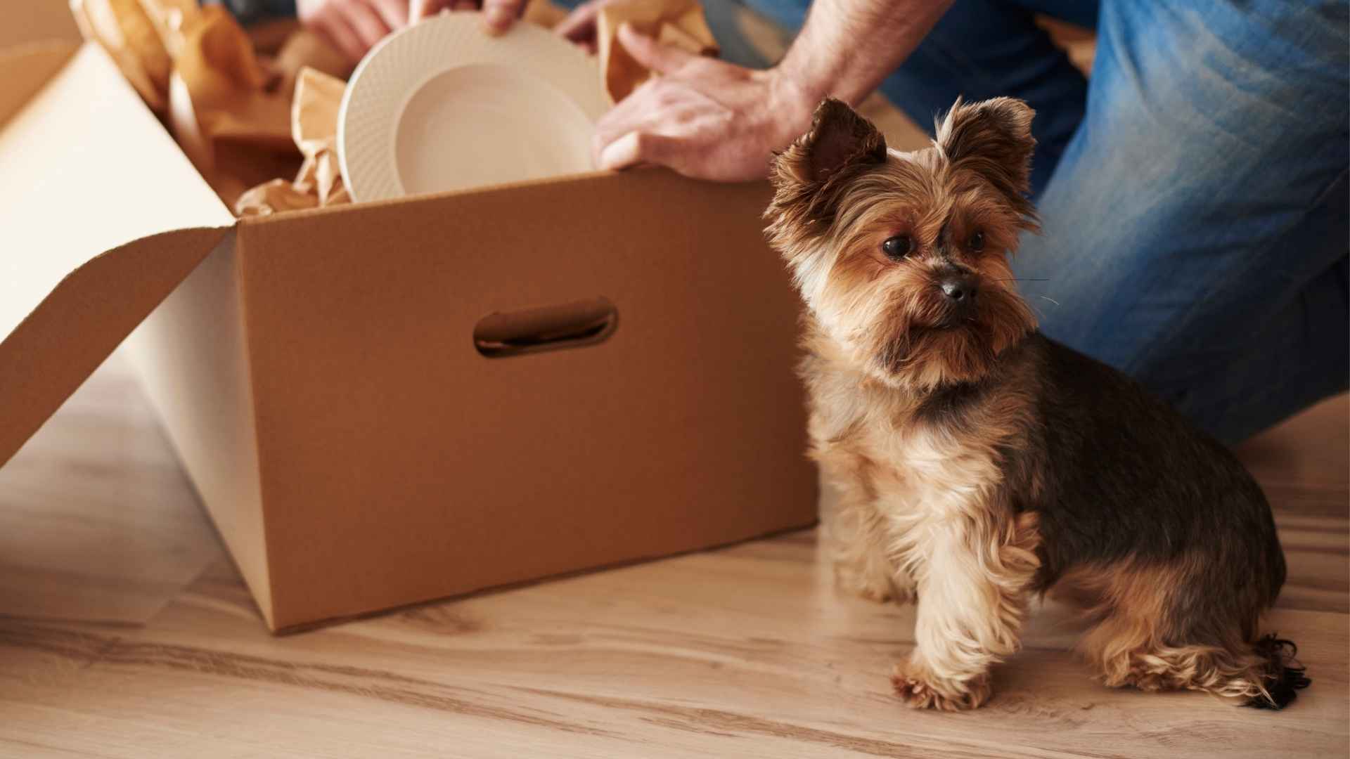 9 Best Dog Breeds for Moving Domestically