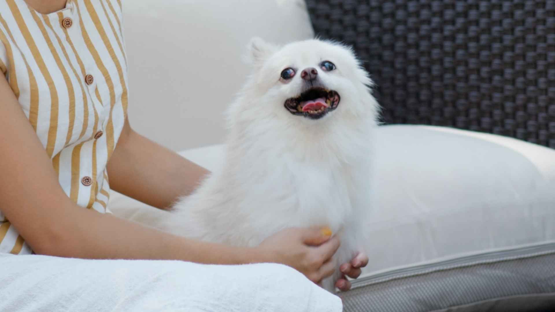 9 Best Dog Breeds for Older Ownership That Stay With You