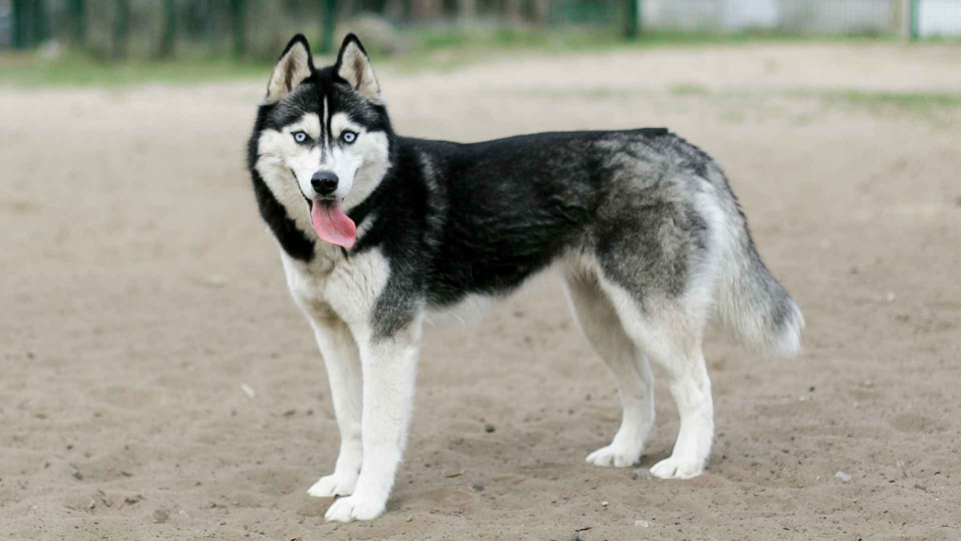 9 Best Dog Breeds to Avoid for First-Time Owners