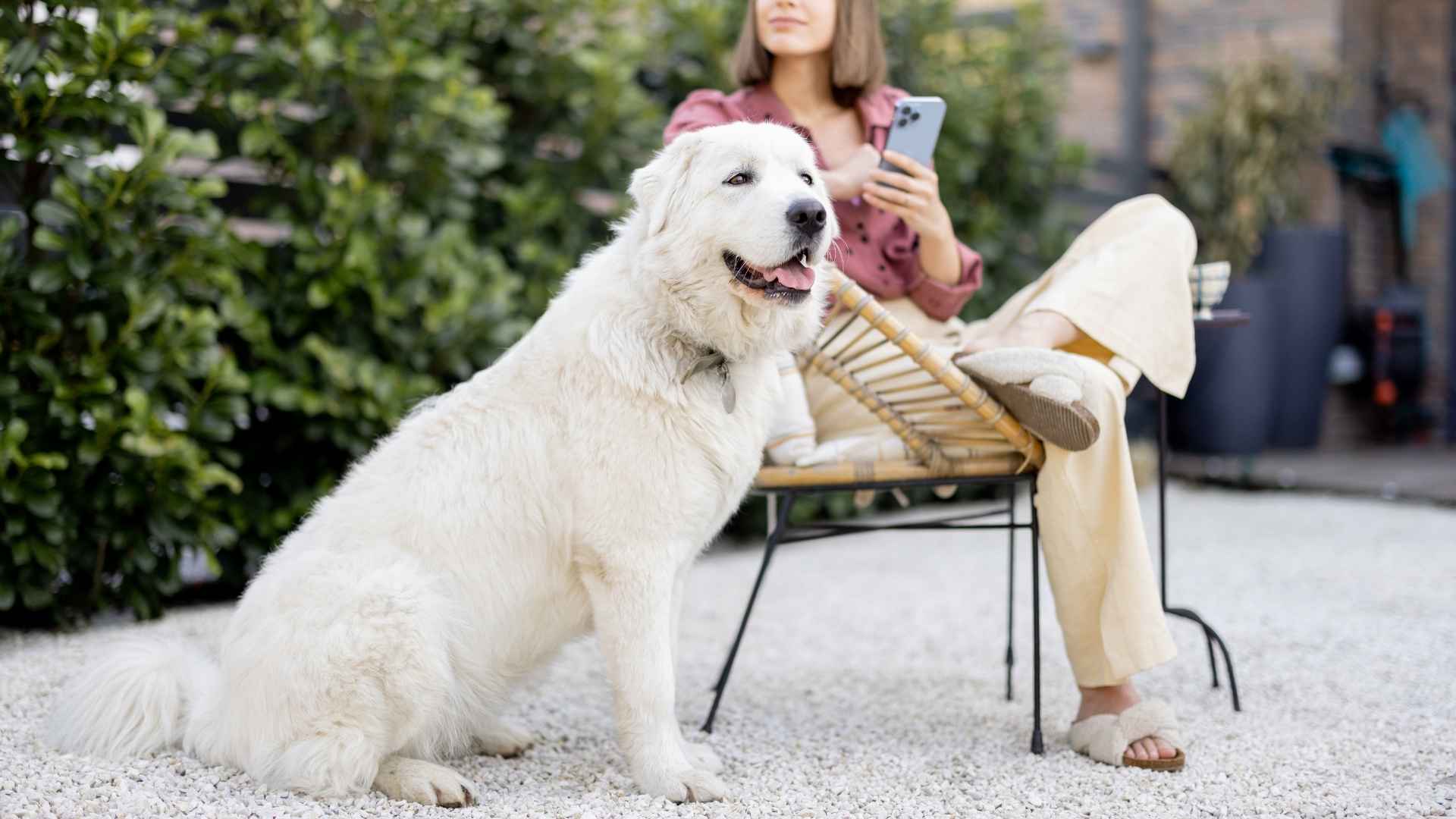 9 Best Giant Guard Dog Breeds for Ultimate Protection and Loyalty