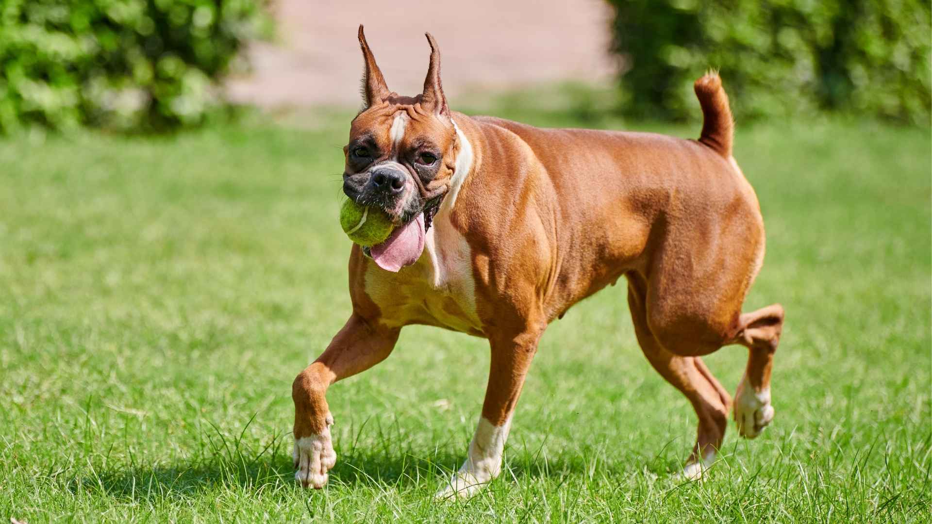 9 Best Medium Muscular Dog Breeds