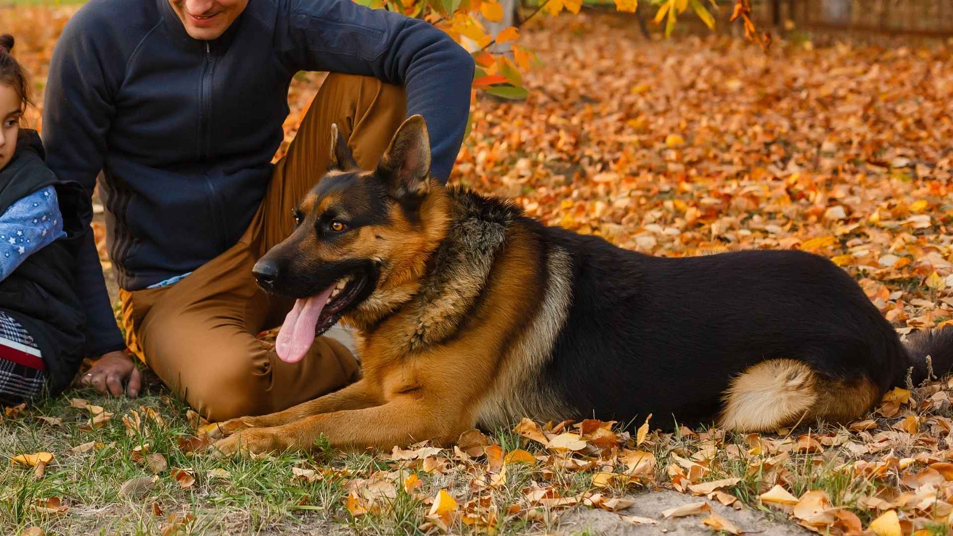 9 Best Protection Dog Breeds for Single Parents