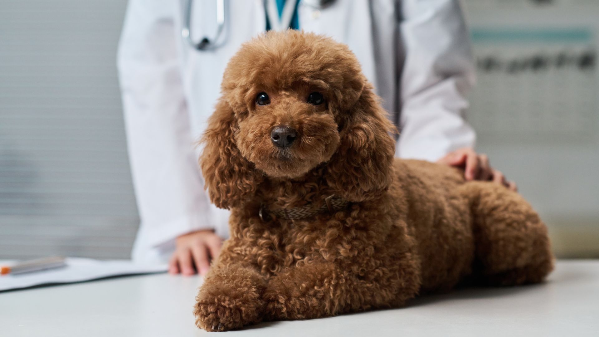 9 Best Small Dog Breeds For Pawsitive Vets