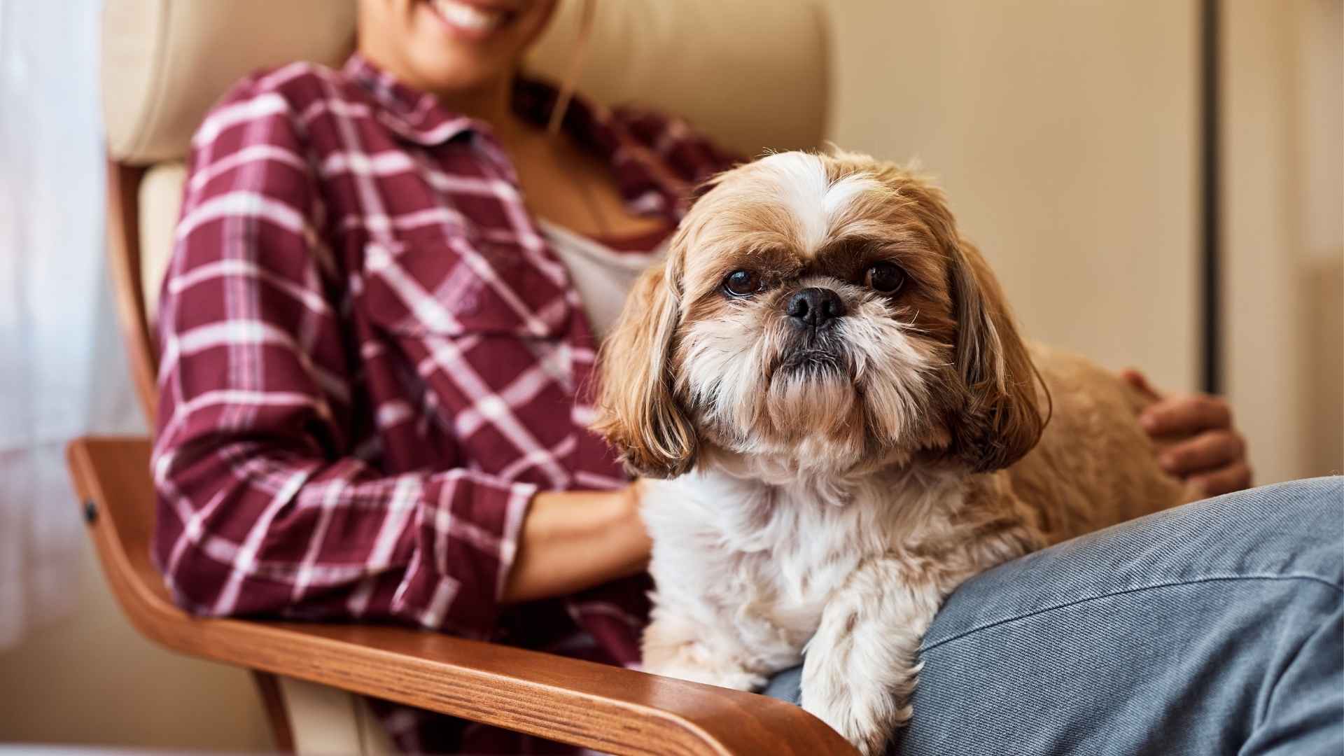 9 Best Small Dog Breeds for First-Time Owners