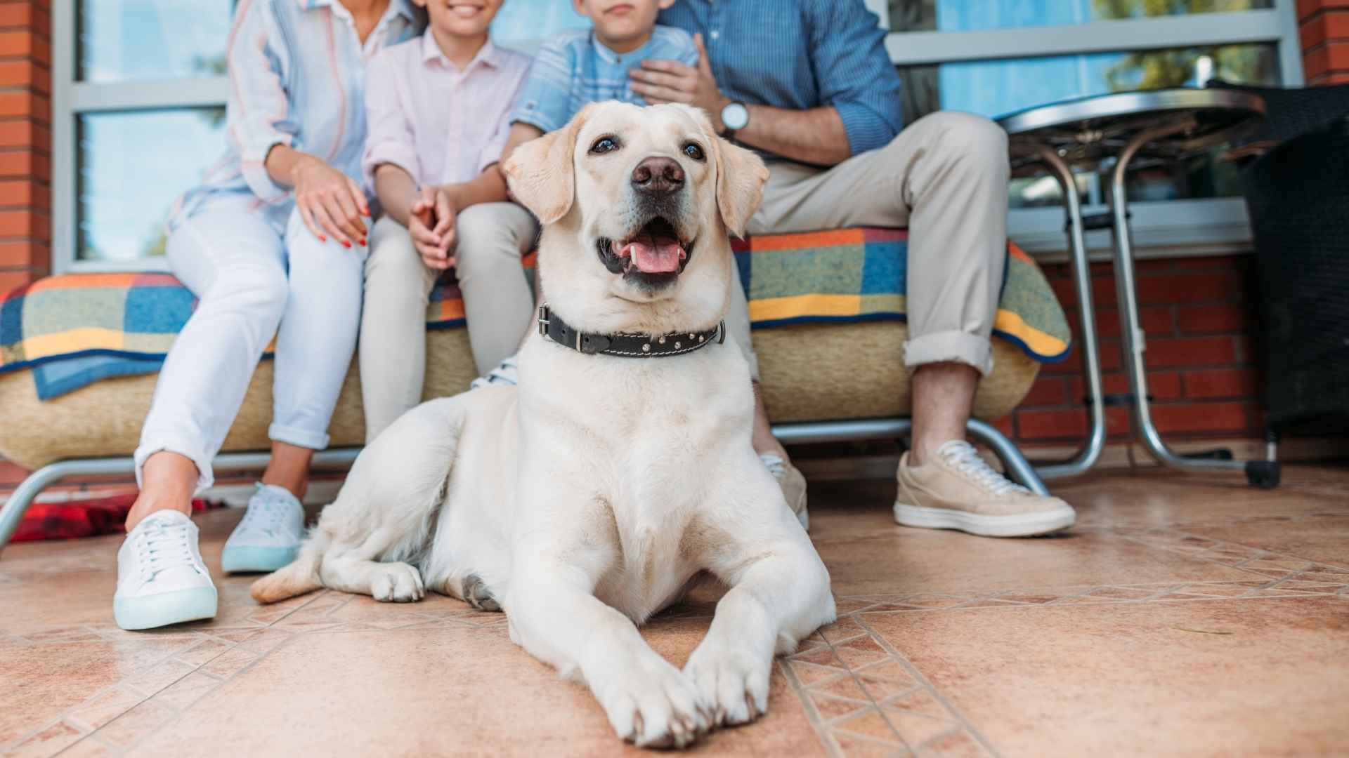 9 Best Smart Dog Breeds For Thoughtful Parents