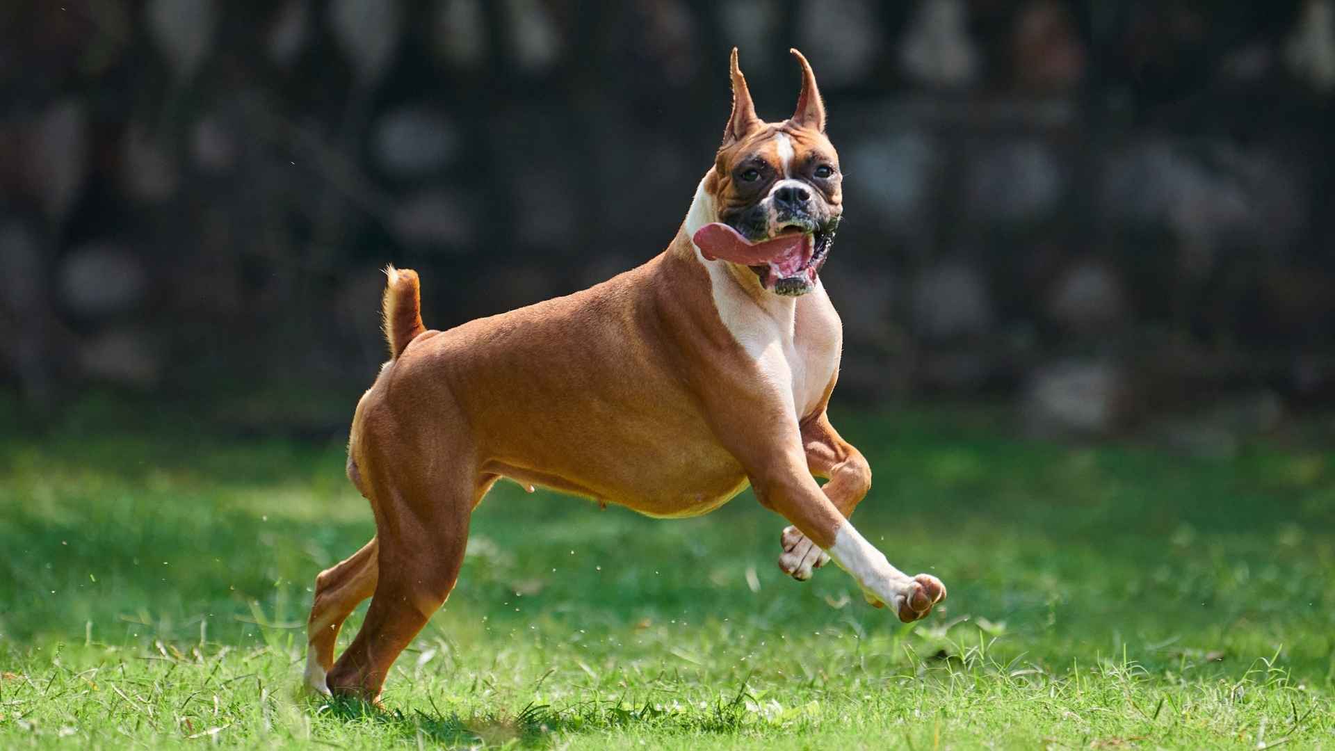 9 Brave Dog Breeds That Never Let Go and Always Stand by You