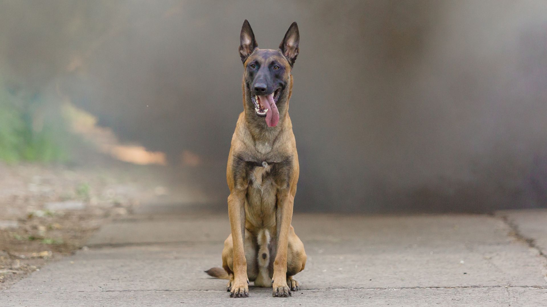 9 Brave Dog Breeds Who Dare Not Retreat