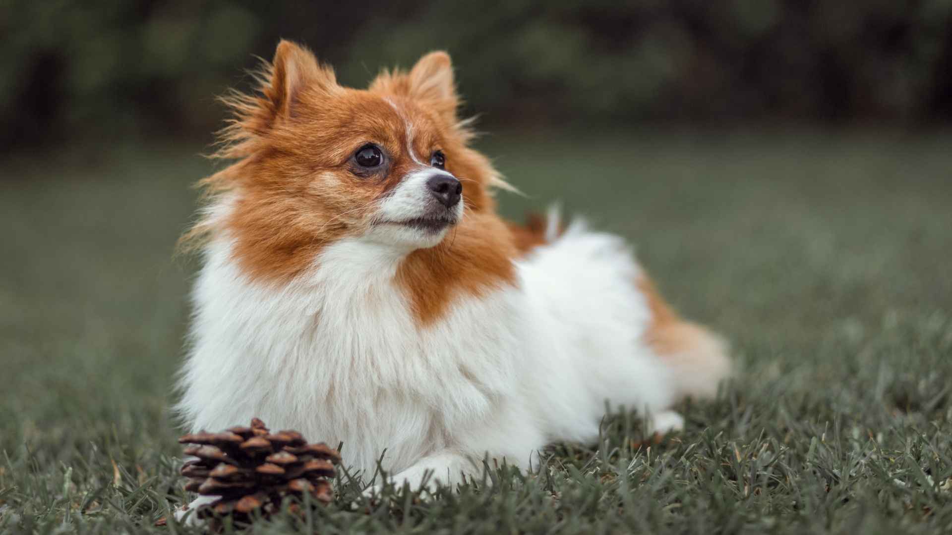 9 Brave Toy Dog Breeds Protecting All They Cherish for Safety
