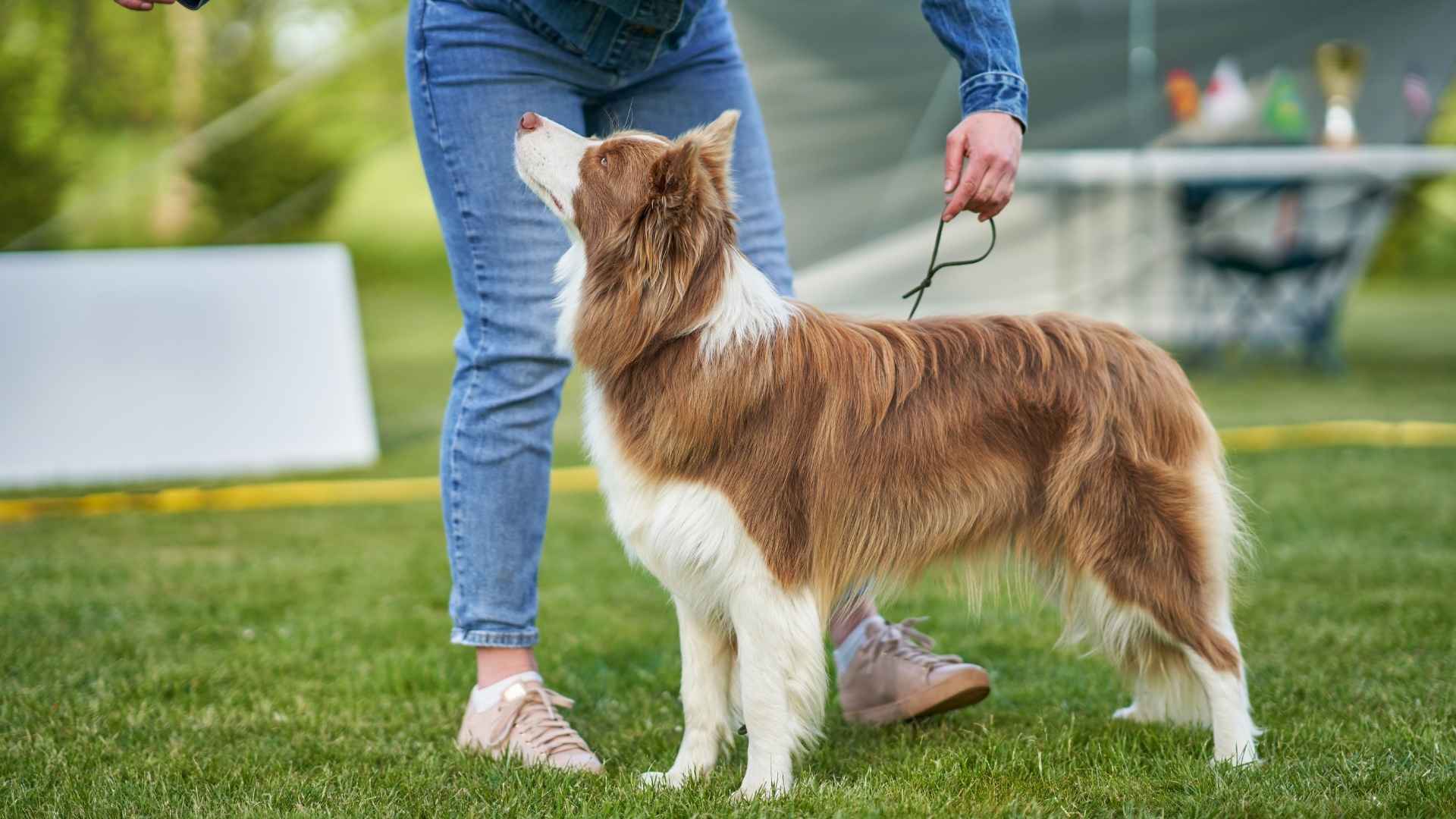 9 Brilliant Dog Breeds That Impress Obedience Instructors