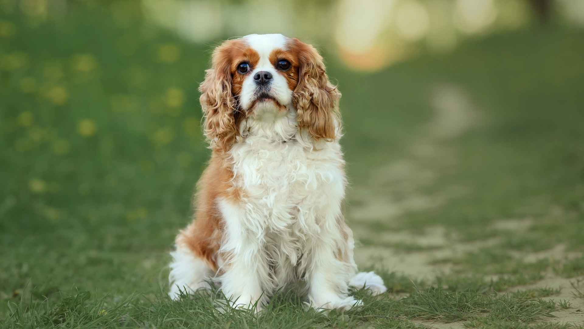 9 Calm Dog Breeds That Handle Chaos Well