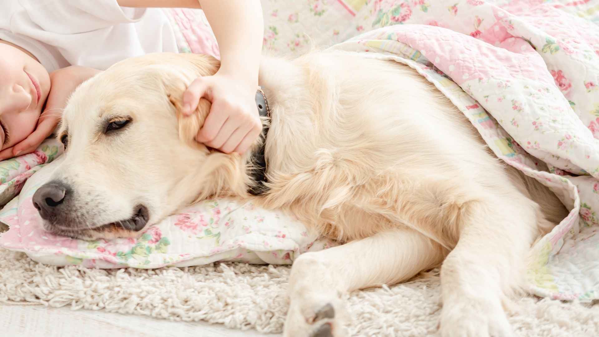 9 Calm Dog Breeds That Share Beds With Kids Without Moving at Night