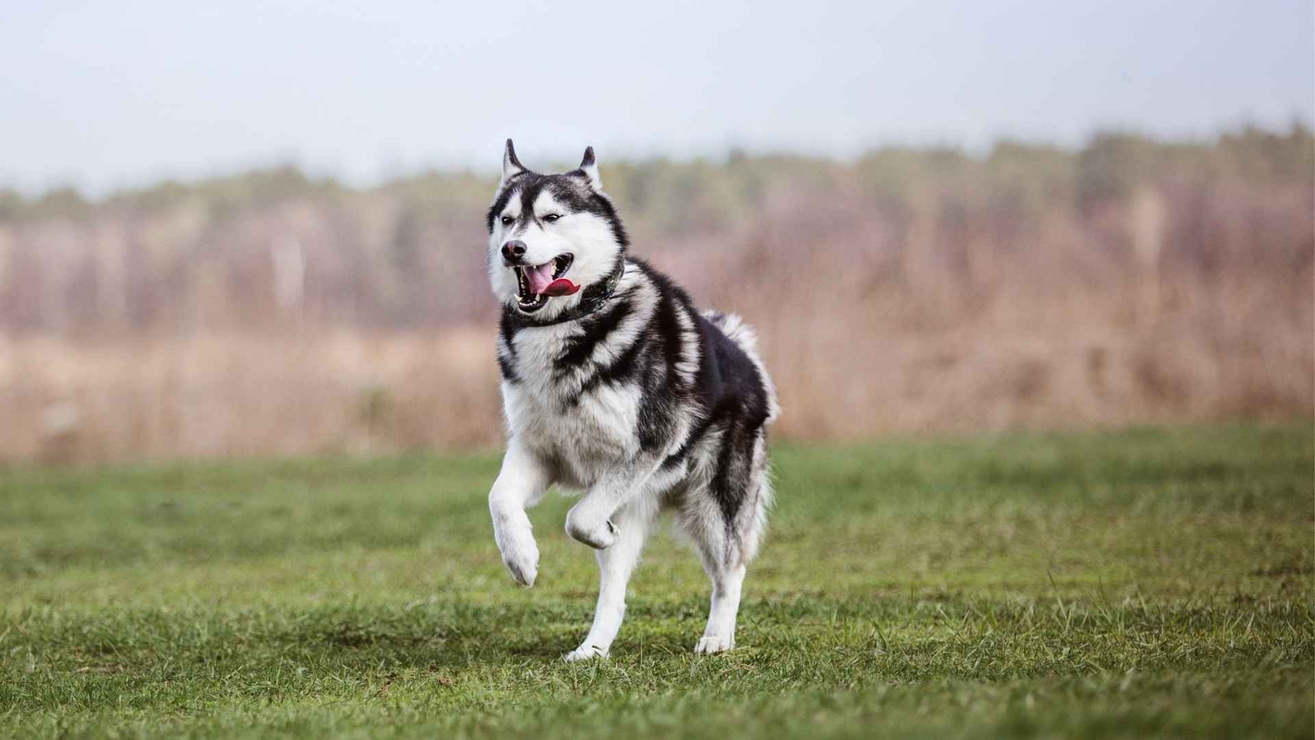 9 Clever Dog Breeds That Are Practically Escape Artists