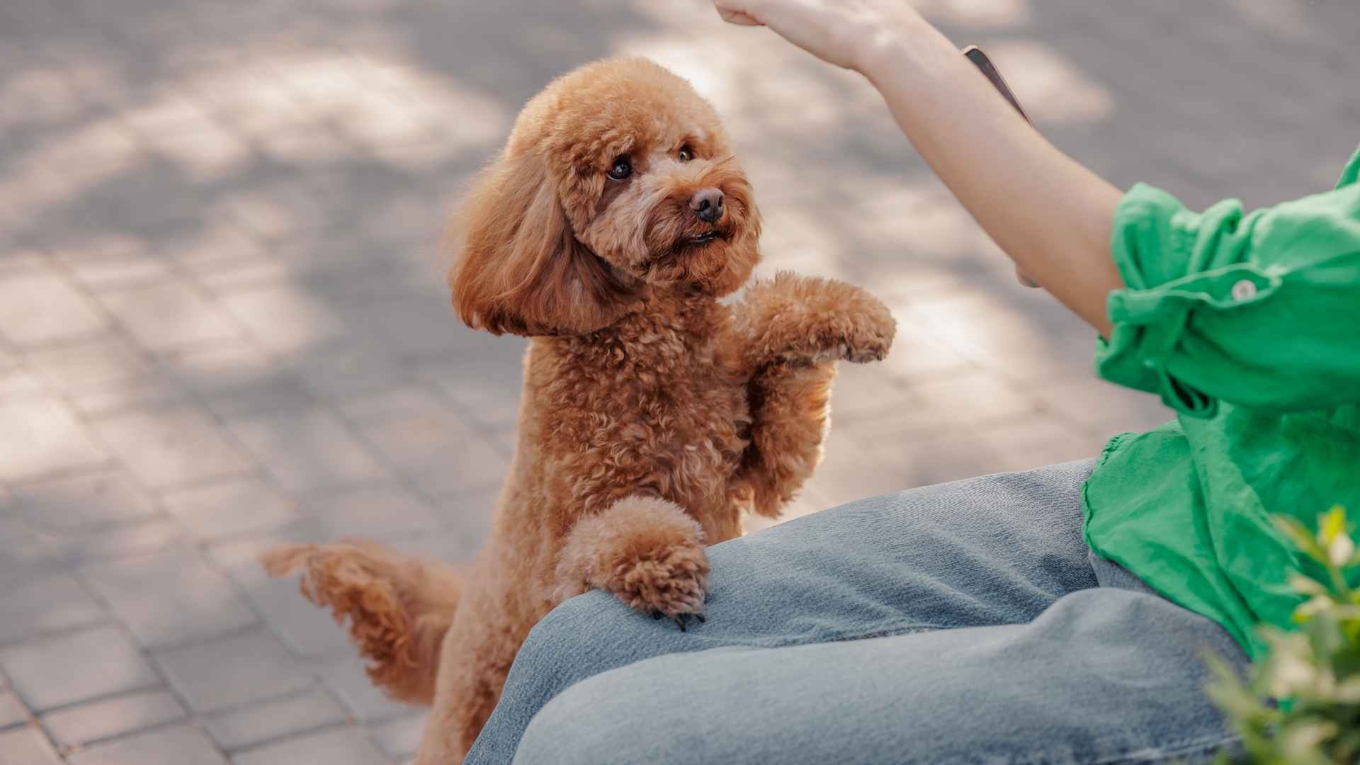 9 Cleverest Dog Breeds Capable Of Impressive Thinking Patterns