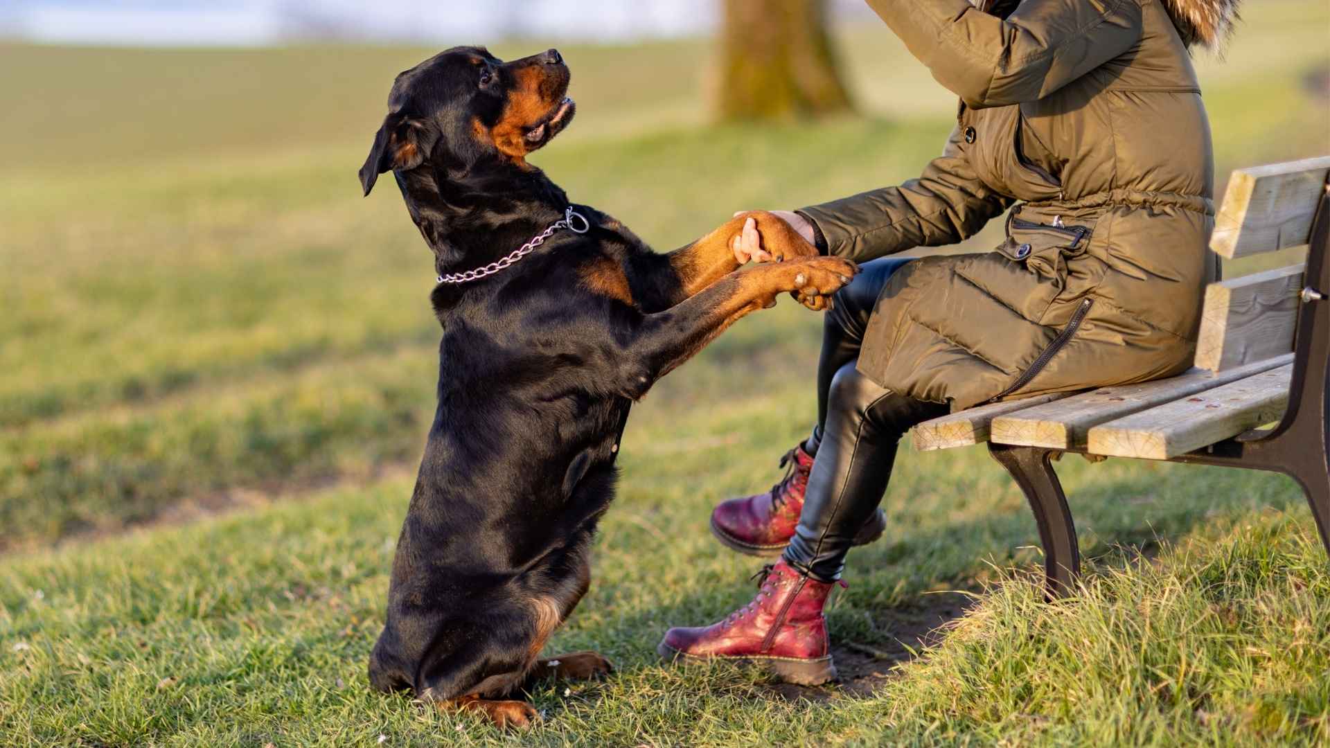 9 Cleverest Dog Breeds That Will Surprise You With Their Abilities